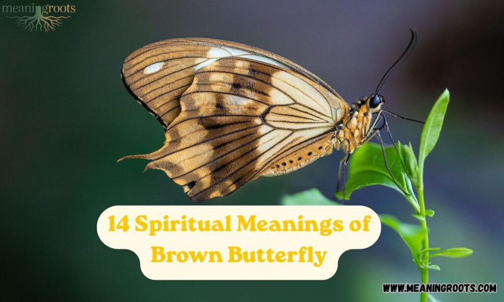 14 Spiritual Meanings of Brown Butterfly