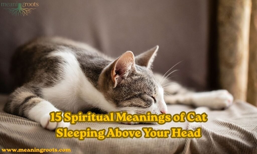 15 Spiritual Meanings of Cat Sleeping
