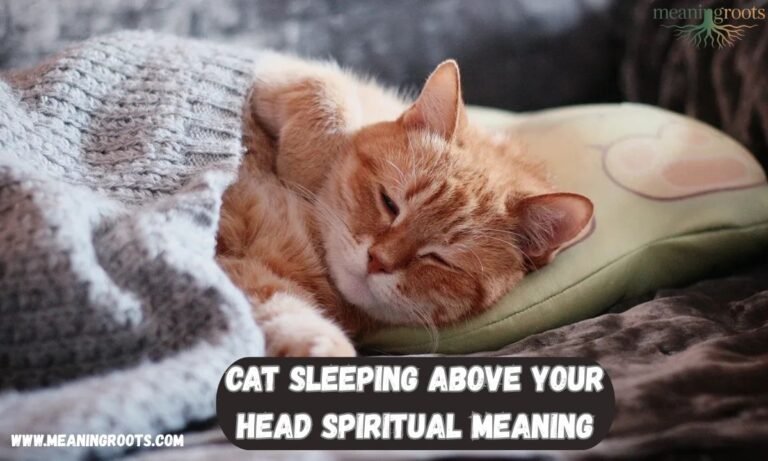 Cat Sleeping Above Your Head Spiritual Meaning