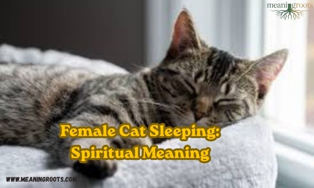 Female Cat Sleeping Spiritual Meanings